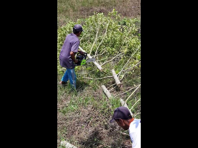 Demo Chainsaw PRO QUIP RC22 oleh petani