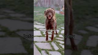 Could you pick me up some chicken? #dog #youtubeshorts #shorts #cute #funny #fyp #labradoodle #short