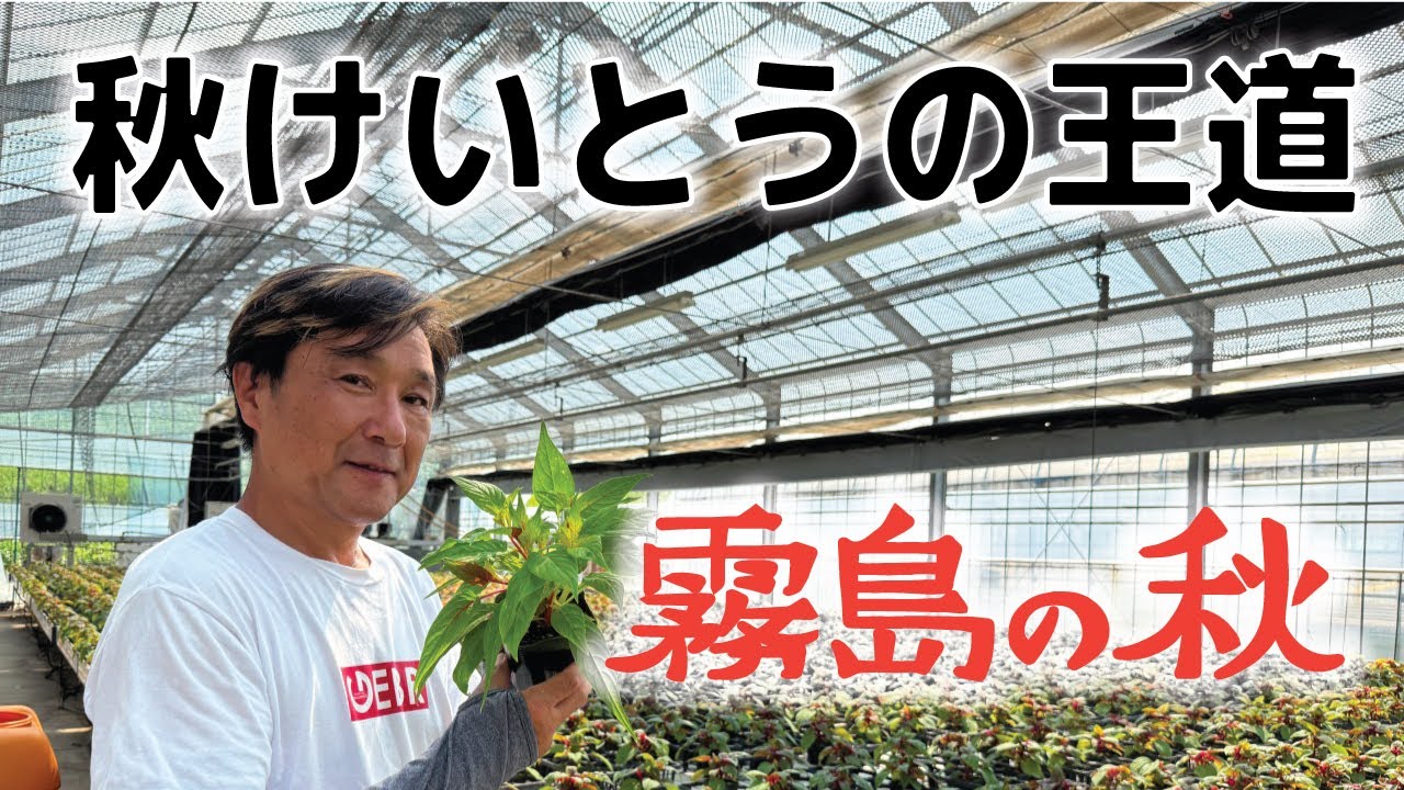 The king of autumn flower seedlings, 