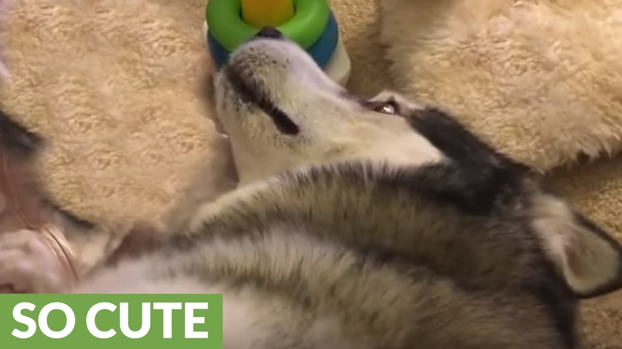 videos for cats Baby girl and Alaskan Malamute sweetly play together