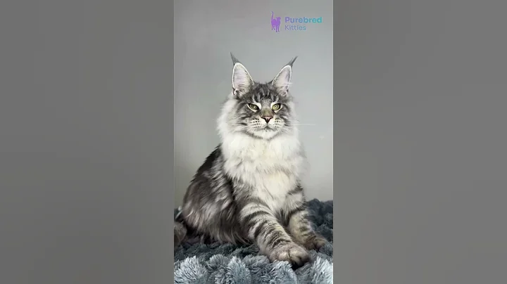 Video 11150411: tabby maine coon kitten, silver tabby maine coon, black tabby maine coon, tabby maine coon male, eyed maine coon kitten, mainecoon