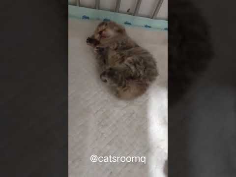 Video: Cara Menamakan Anak Kucing Scotland