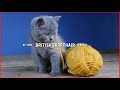 British Shorthair Kittens at 8 Weeks old - ADORABLE