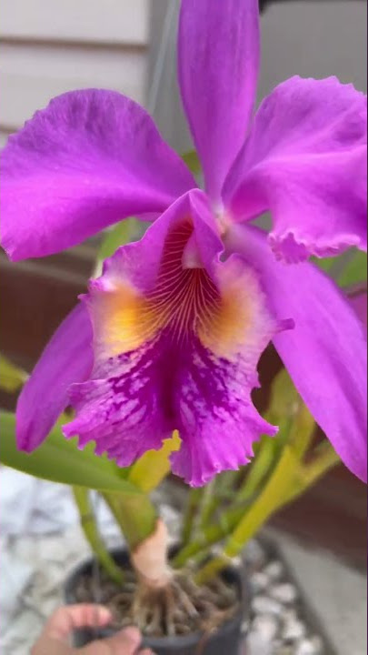 Cattleya no ID #orchids #cattleyas #orchidworld