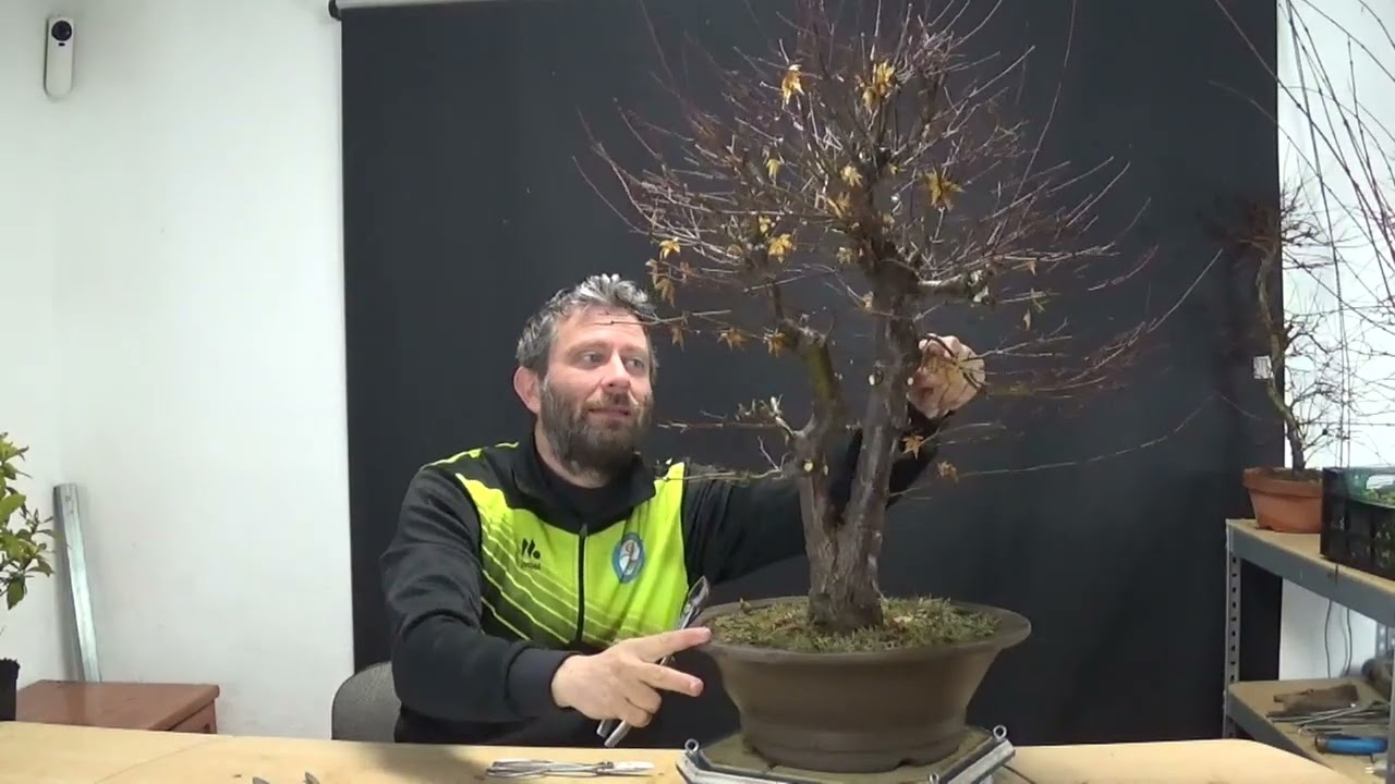 pinzando arces 29/01/2026