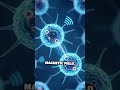 Earth’s Magnetic Highways: Animal Migration Secrets