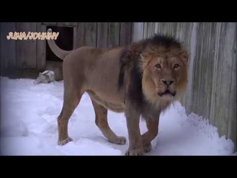 Video: Erinevus Aafrika Lõvi Ja Aasia Lõvi Vahel