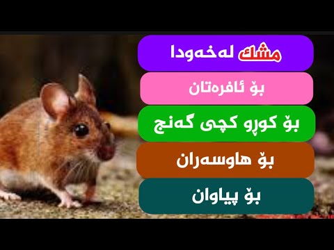 مشک خەوبینین بە مشک بەهەموو جۆرەکانیەوە اکسپلور