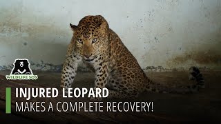 Injured Leopard Makes A Complete Recovery!