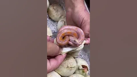 snake eggs hatching eggs anaconda snake eggs new baby #snake #anaconda #animals #wild #short