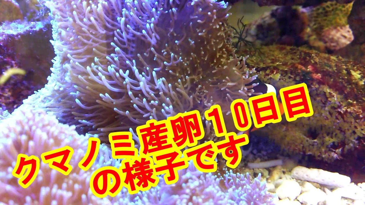 カクレクマノミ産卵１０日目です今晩孵化しそうです Youtube