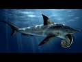 10 Strangest Sharks In The World