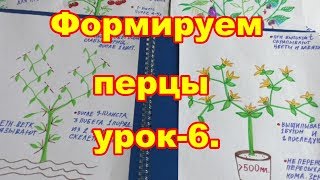 Формируем перцы для раннего урожая.Урок-6.