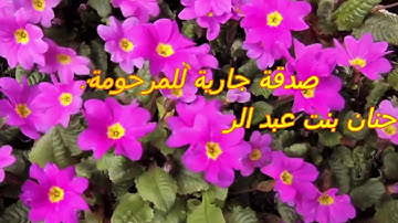 سورة النمل بصوت القارئ فارس عباد 027