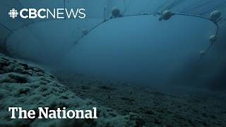 David Attenborough warns we’re losing an undersea rainforest every year