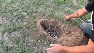 Trapping Basics: Step Down Dirt Hole Sets