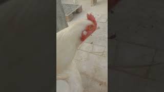 MASHALLAH Heera murga for sale 10month ka ha I BIRDS FOR SALE I PARROT TO BIRDS