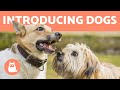 How to Introduce Two Dogs 🐶 Meeting for the First Time