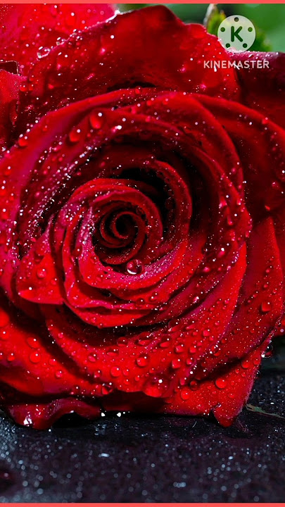 🌹🌹Flower shayari🌹🌹#flowers #shayari #sad #rose #shorts #short