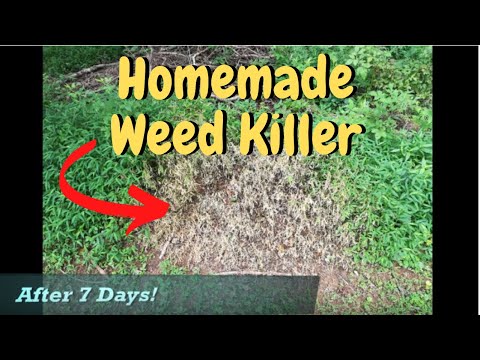 Homemade ORGANIC WEED KILLER  recipe and tested with results!