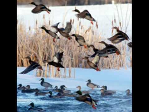 polo polo cazando patos