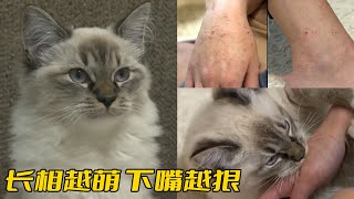 布偶貓酷愛咬人才6個月就把女主人撓得渾身是傷出門被問是不是自殘