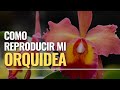 Cómo reproducir mi orquídea cattleya I Alma del bosque