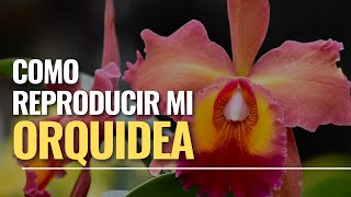 Cómo reproducir mi orquídea cattleya I Alma del bosque