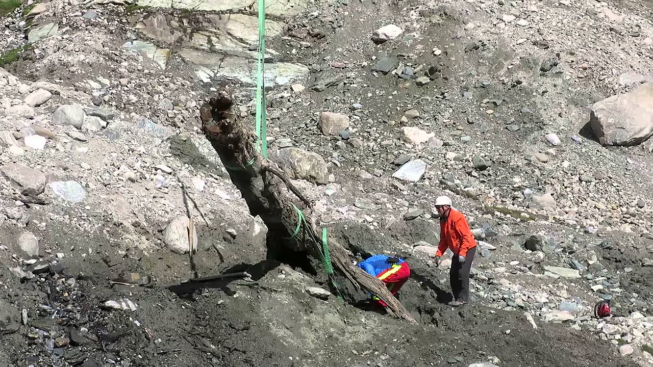 Pasterze gibt nach tausenden von Jahren einen meterlangen Baumstamm frei