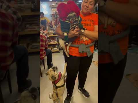 My Pug Reacting