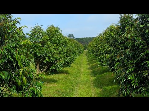 تحديث مزرعة تيري دوريان