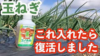 【玉ねぎ】黄色の葉っぱがこれ入れたら復活しました　カルシムの必要性