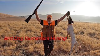 An inside look at a Gun Dog Tournament Hunting NAGDA and BDC Style