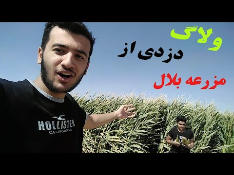 ولاگ دزدی از مزرعه بلال