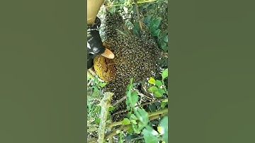 Cận Cảnh cắt lấy lấy tổ 🐝 ruồi siêu to khổng lồ ở lùm cây #shorts