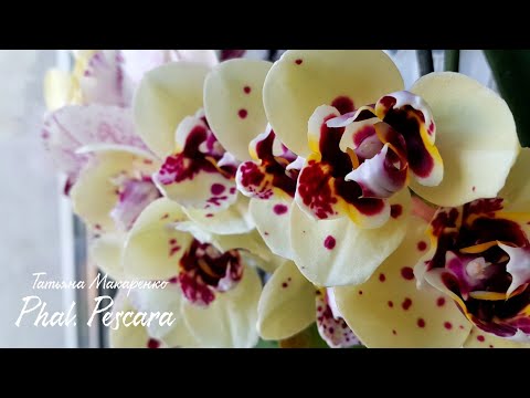 Video: Phalaenopsis, Osnove Držanja Orhideja U Stanu - 1