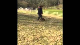 Ruby loose lead walking