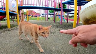 台風直後で誰も居ない遊具で野良猫が遊ぶ
