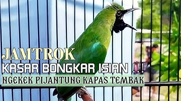 FULL Nembak Panjang-Panjang - Cucak Ijo Ngotot bongkar Isian Kasar