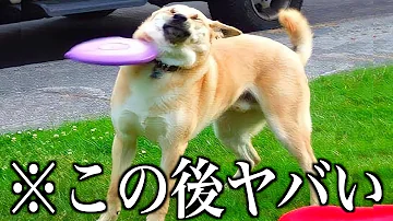 面白い動画厳選集