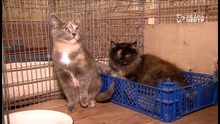 Рекордное количество кошек и собак подкинули в череповецкие приюты этой осенью Рекордное количество кошек и собак подкинули в череповецкие приюты этой осенью