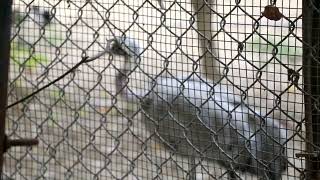 Big white bird 🐦 at zoo by Dogestan 14 views 4 months ago 9 seconds