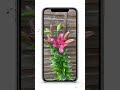 Einfacher IPhone Blumen Kamera Trick Shorts