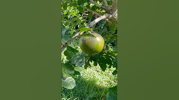 Buah Maja Pahit #majapahit #hindu #buddhist #kingdom #hayamwuruk #gajahmada