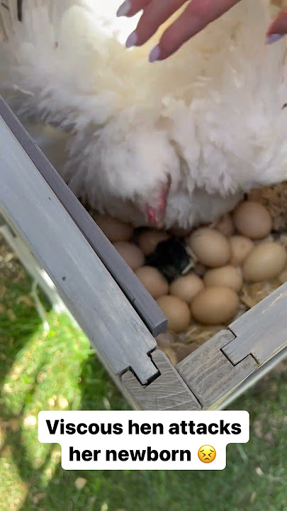 Mother hen attacks her own baby 🥺 #shorts