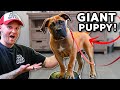 Puppy training teach your puppy this before anything else