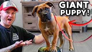 Puppy Training Teach your Puppy THIS before anything else!