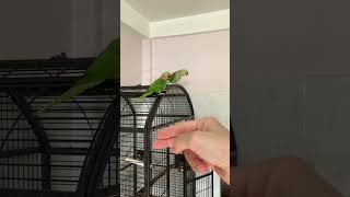 Asking Parrot Tiny to Fly to My Hand  #alexandrineparakeet #talkingparrot #cuteparrot #birds