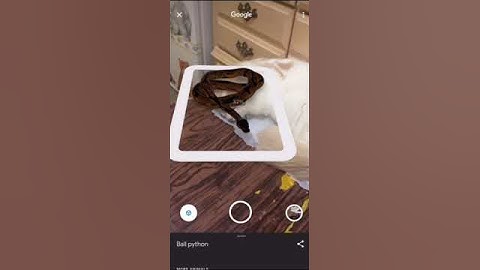 Hands-on with 3D Animals in Google Search [Video] - Tutorial