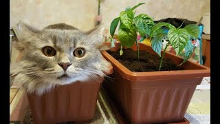 🐈 Как вырастить кота! 😺 Подборка смешных котов и котят для хорошего настроения! 😻